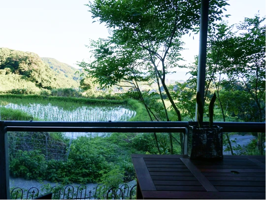 田んぼ
