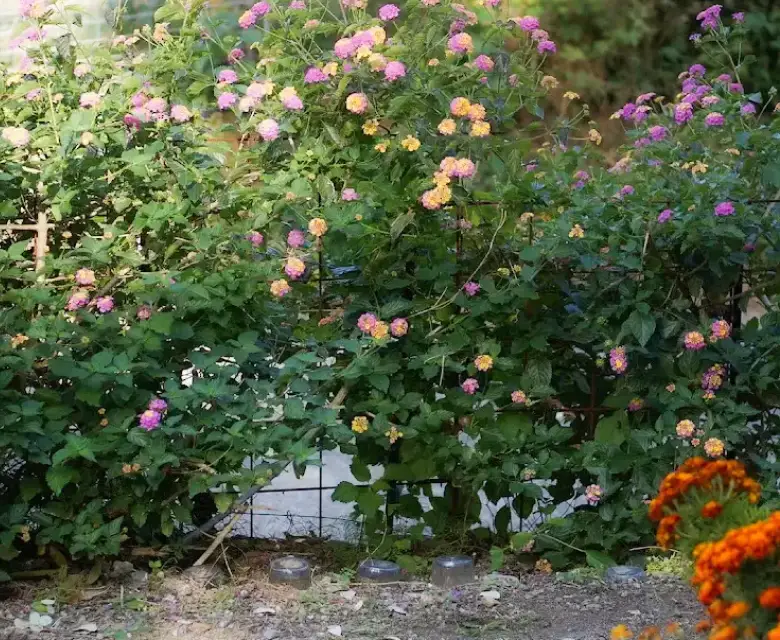 ランタナの花壁