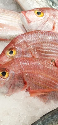 魚